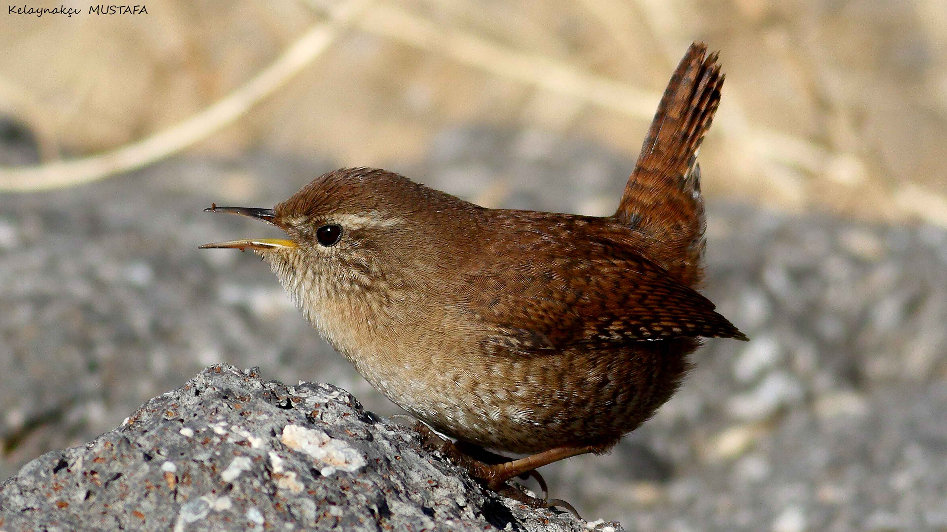 Eurasian Wren